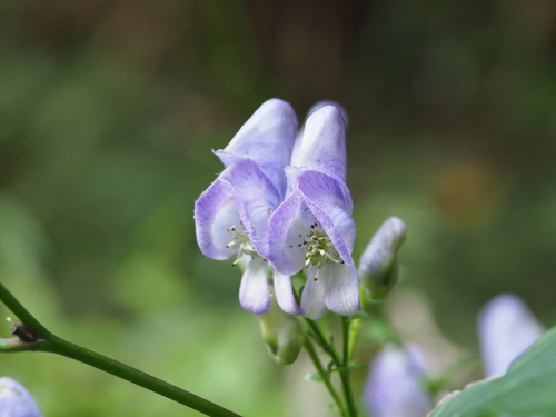 Aconitum japonicum iNat (1)