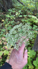 Angelica genuflexa, photograph author not stated, no rights reserved
