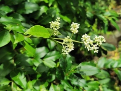 Ligustrum japonicum