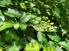 Ligustrum japonicum