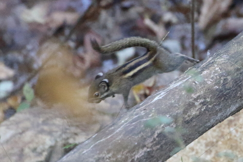 Maritime Striped Squirrel