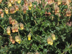 Hermannia grossularifolia