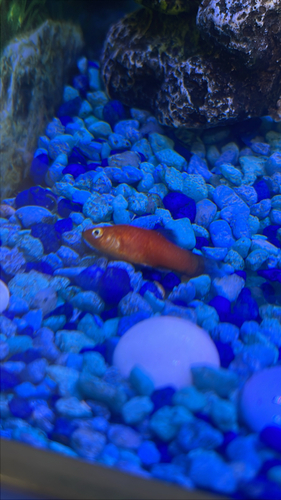 Platy