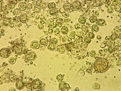 Botrydiopsis