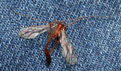 Enicospilus pacificus