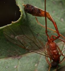 Enicospilus pacificus