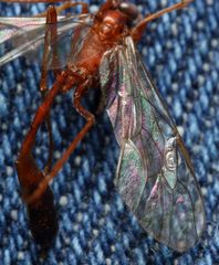 Enicospilus pacificus