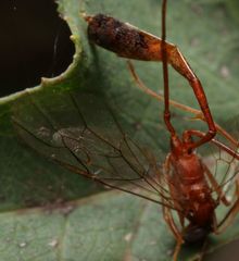Enicospilus pacificus