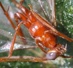 Enicospilus pacificus