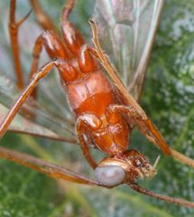 Enicospilus pacificus