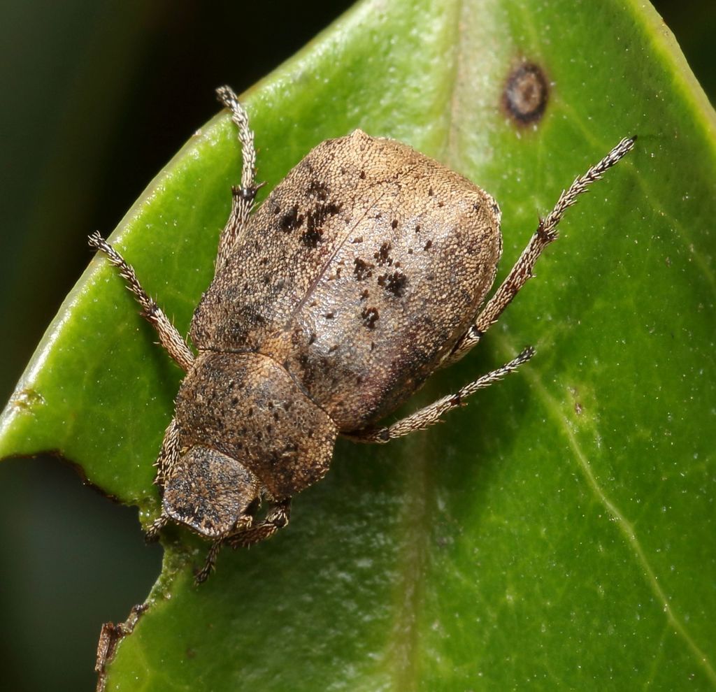 Sordid Monkey Beetle