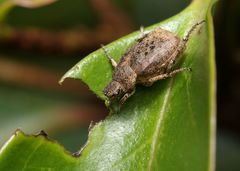 Hoplia sordida