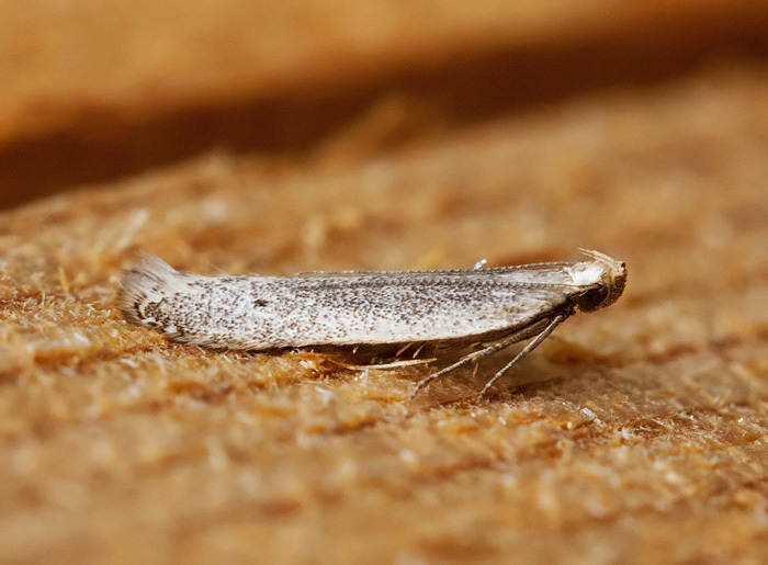 Monochroa harrisonella