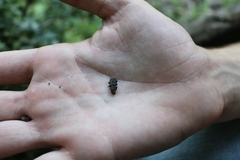 Platyrhinus resinosus