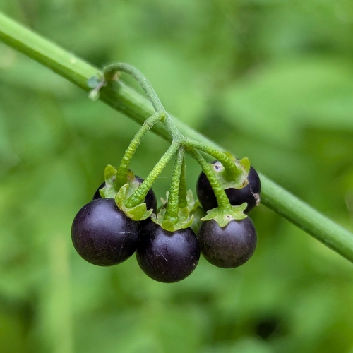 Nightshade Berries