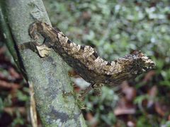 Rieppeleon brevicaudatus