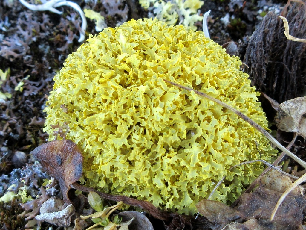 Yellow Lichen