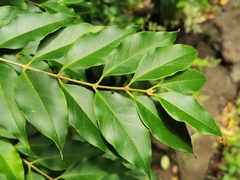 Ligustrum japonicum