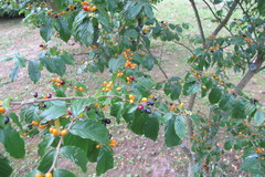 Rhamnella franguloides