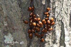 Plagiodera erythroptera