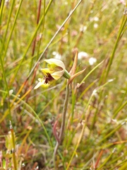 Calochilus herbaceus