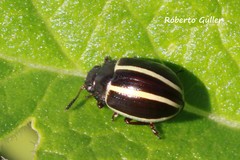 Desmogramma