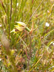 Calochilus herbaceus