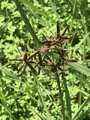 Cyperus macranthus