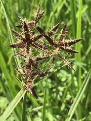 Cyperus macranthus