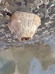 Megabalanus