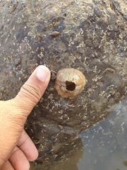 Megabalanus