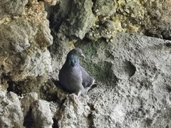 Columba livia domestica