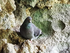 Columba livia domestica