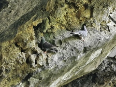 Columba livia domestica