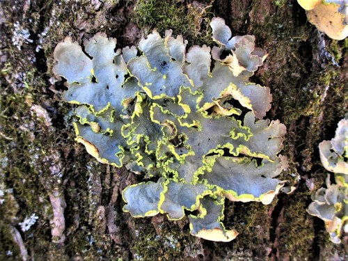Gold Specklebelly Lichen