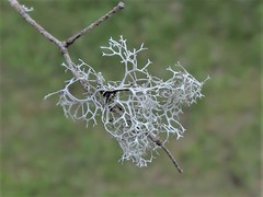 Pseudevernia cladonia