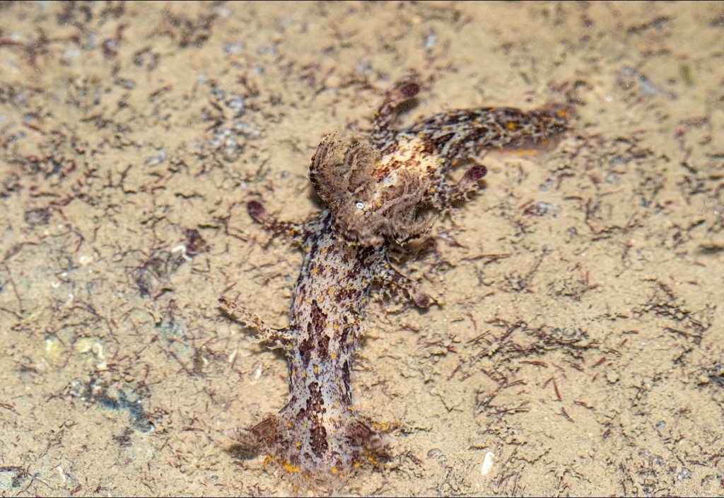 Filigreed Lightbulb Dorid