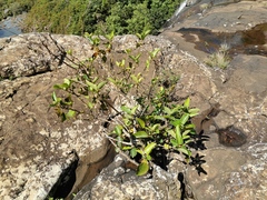 Litsea monopetala