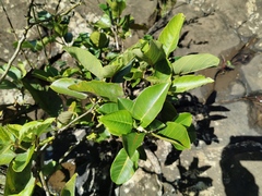 Litsea monopetala
