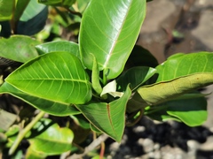 Litsea monopetala