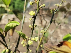 Litsea monopetala
