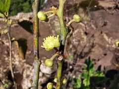 Litsea monopetala