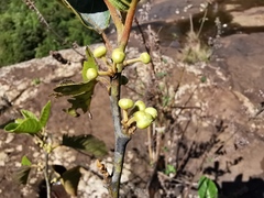 Litsea monopetala