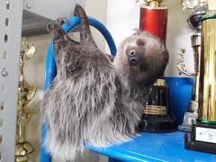 Choloepus didactylus