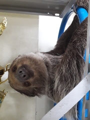 Choloepus didactylus