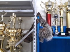 Choloepus didactylus