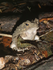 Sclerophrys tuberosa