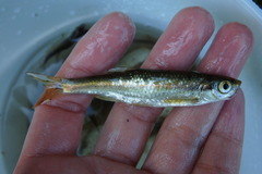 Squalius alburnoides