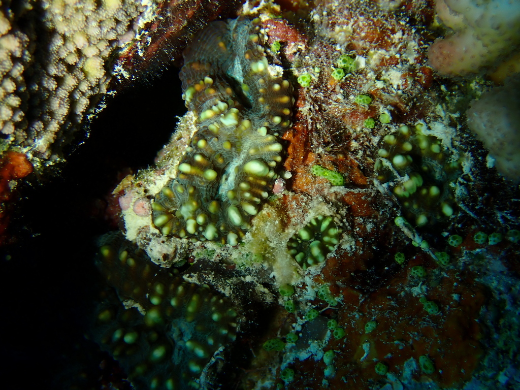 lobed cactus coral