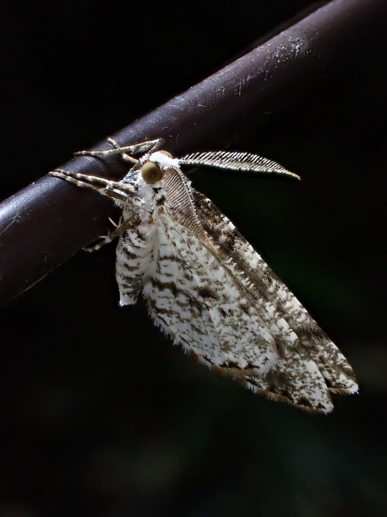 Hesperumia silvicola